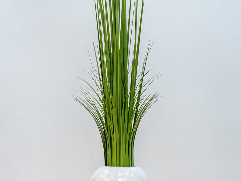 King David - Photo 8